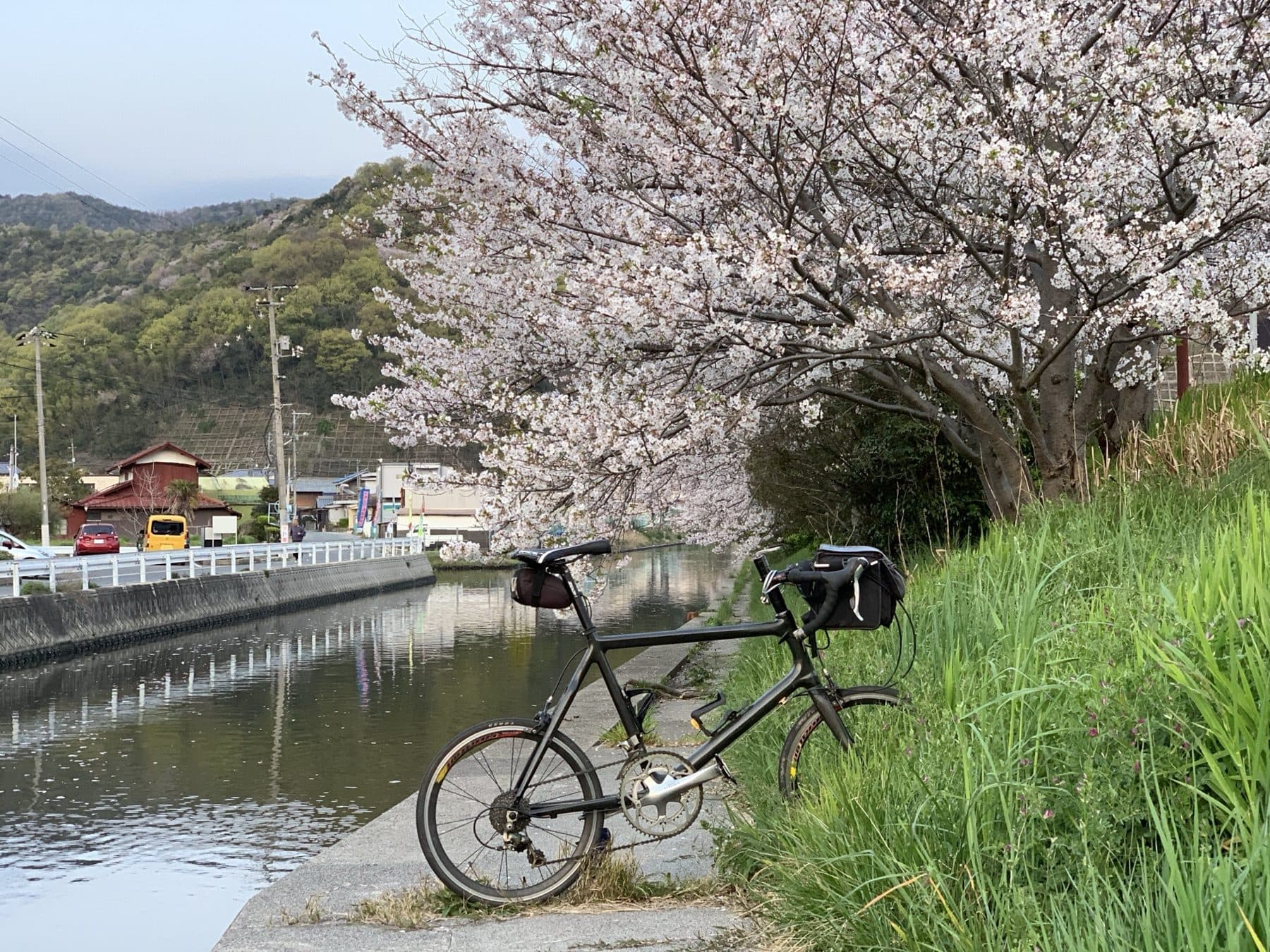満開の桜と川沿いの道に止めた黒いカーボンミニベロ