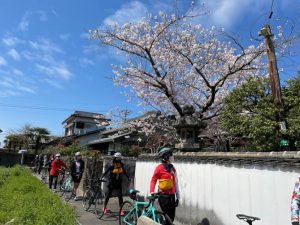 桜の木の下を歩く参加者達