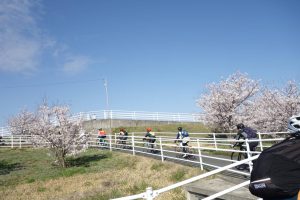 桜が満開の中サイクリングをする女性たち