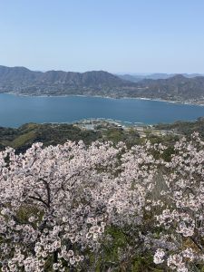 桜越しの積善山からの景色